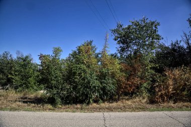 Trees and bushes by the edge of a road on a clear day