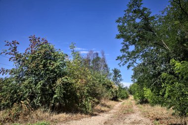 Dirt path bordered by and with trees arching on it on a summer day in the countryside