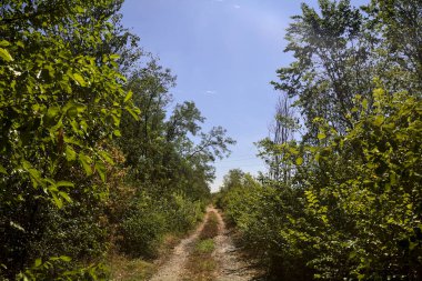 Dirt path bordered by and with trees arching on it on a summer day in the countryside