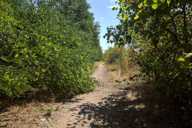 Dirt path bordered by and with trees arching on it on a summer day in the countryside