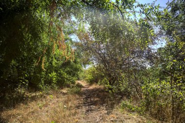 Dirt path bordered by and with trees arching on it on a summer day in the countryside