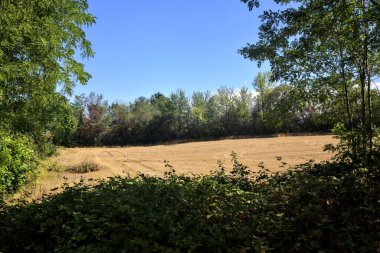 Mowed wheat field framed by trees in summer in the italian countryside