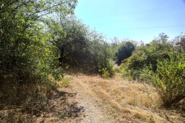 Dirt path with trees on a sunny day in the italian countryside