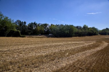 Mowed wheat field next to a road bordered by trees on a summer day in the italian countryside