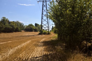 Mowed wheat field with electricity pylons bordered by trees on a sunny day in the countryside