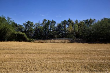 Mowed wheat field next to a road bordered by trees on a summer day in the italian countryside