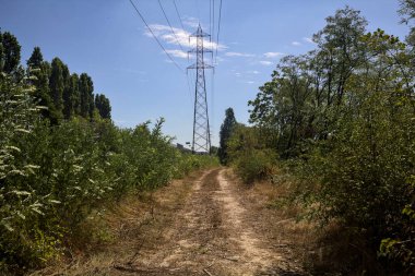 Dirt path bordered by trees that leads to a field with an electricity pylon in the background