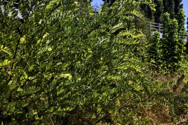 Bushes moved by the wind on a sunny day