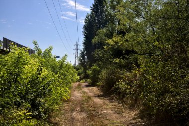 Path bordered by trees and bushes in the italian countryside