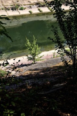 Small tree by the shore of a diversionary channel in the italian countryside