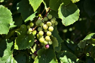 Ripe grapes and leaves on a sunny day seen up close