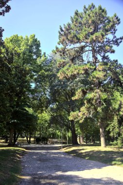 Shady dirt path in a park on a sunny day