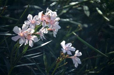 Çiçek açmış pembe zakkum dalları