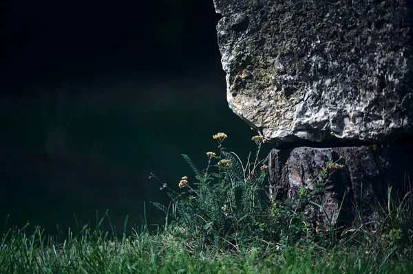 Wilde Blumen Und Hohes Gras Das Neben Einem Felsen Aus — Stockfoto