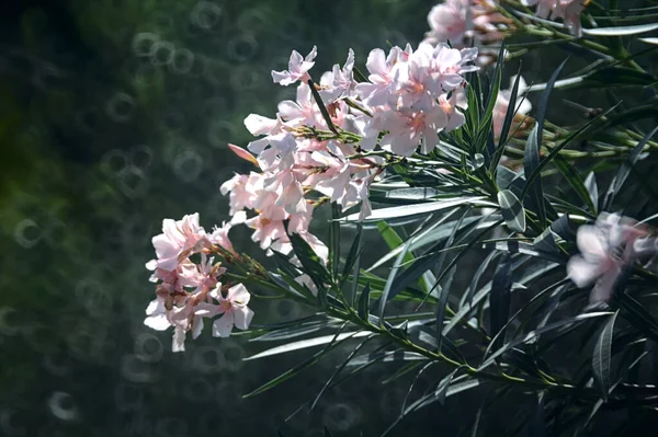 Ramas Una Adelfa Rosa Flor — Foto de Stock