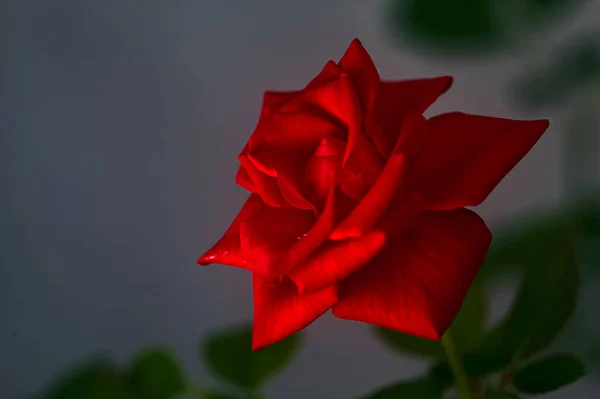 Rosa Rossa Uno Sfondo Neutro Visto Vicino — Foto Stock