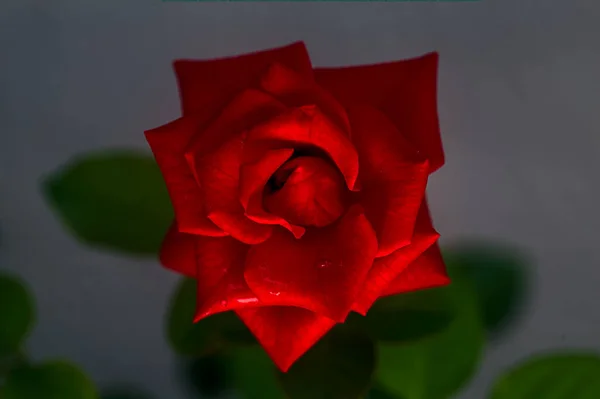 Rosa Roja Sobre Fondo Neutro Visto Cerca — Foto de Stock