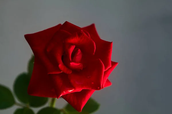 Rose Rouge Sur Fond Neutre Vue Près — Photo