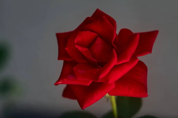 Punainen Ruusu Neutraalilla Pohjalla Nähtynä Läheltä — kuvapankkivalokuva