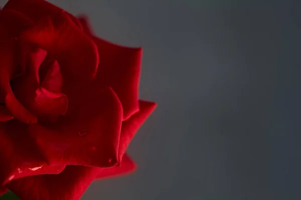 Rosa Roja Sobre Fondo Neutro Visto Cerca — Foto de Stock