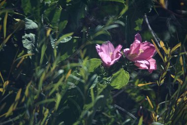 Çiçek açan Hibiscus dalları yakından görülüyor.