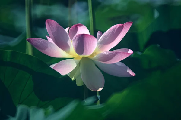 Lotus Flower Bloom Surrounded Leaves Seen Close — Stock Photo, Image