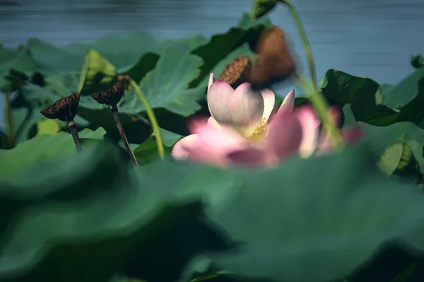 Lotus Floare Floare Înconjurată Frunze Văzute Aproape — Fotografie, imagine de stoc