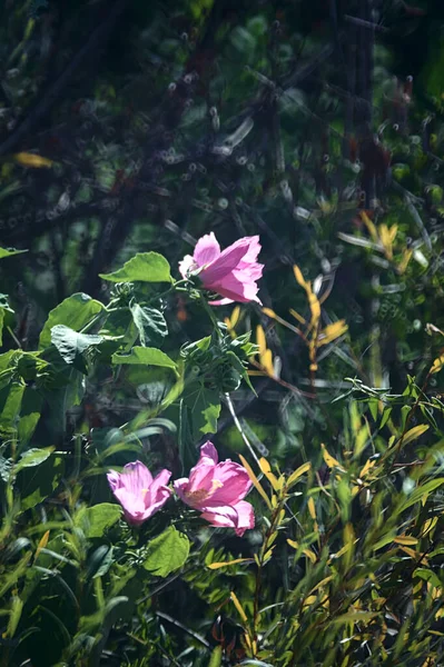 Hibiskuszweige Voller Blüte Aus Nächster Nähe Gesehen — Stockfoto