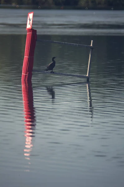 Boje Auf Einem See Bei Sonnenuntergang — Stockfoto