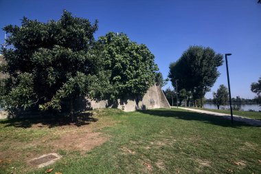 Güneşli bir günde bir parkta duvarın yanında büyüyen ağaçlar.