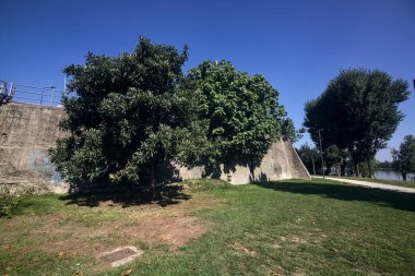 Güneşli bir günde bir parkta duvarın yanında büyüyen ağaçlar.