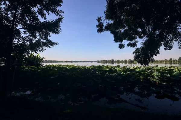 Jezero Při Západu Slunce Vidět Břehu Stromy Liliovými Polštářky — Stock fotografie