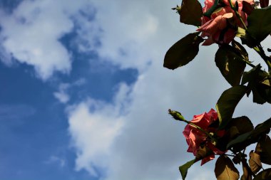 Arka planda gökyüzü olan pembe güllerin çalısı