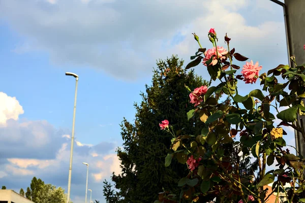 Bush Rosa Rosor Med Himlen Som Bakgrund — Stockfoto