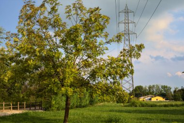 Çitin ve evin yakınındaki boş bir tarlada ağaç.