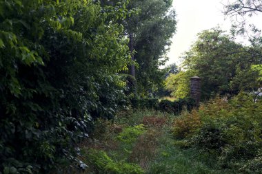 Bulutlu bir günde sarmaşıklarla kaplı kırık bir kapıya giden yol.