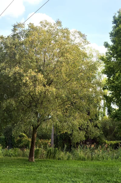 Árbol Pequeño Parque Campo Italiano — Foto de Stock