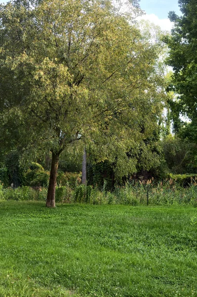 Árvore Pequeno Parque Campo Italiano — Fotografia de Stock