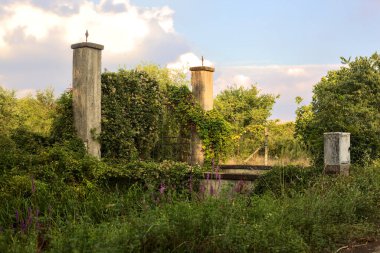 Gün batımında terk edilmiş bir bahçeye sarmaşık ile kaplanmış giriş kapısı.