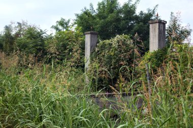 Gün batımında terk edilmiş bir bahçeye sarmaşık ile kaplanmış giriş kapısı.