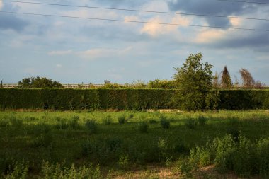 Çitin ve evin yakınındaki boş bir tarlada ağaç.
