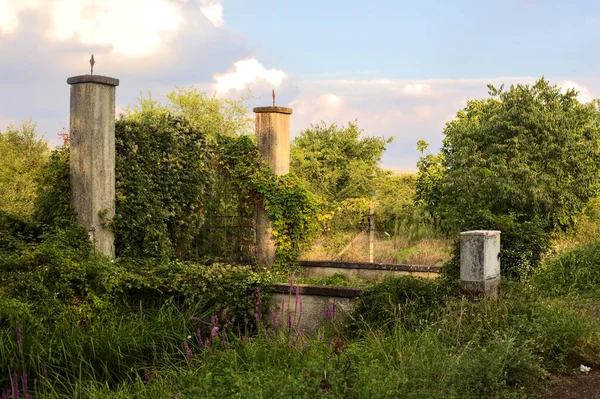 Portão Acesso Coberto Por Hera Jardim Abandonado Pôr Sol — Fotografia de Stock