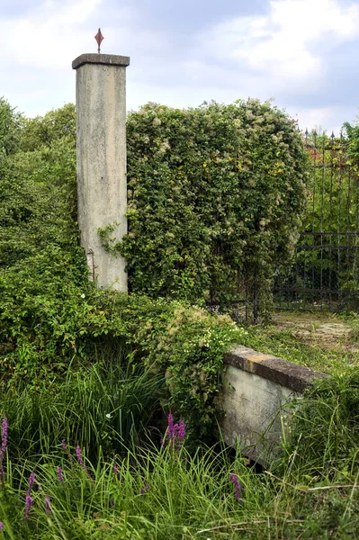 Portão Acesso Coberto Por Hera Jardim Abandonado Pôr Sol — Fotografia de Stock