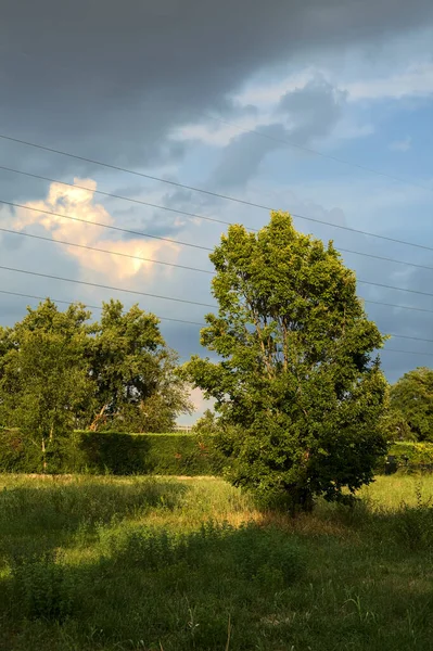 Tree in an empty field near a hedge and a house