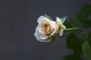 Çiçek açmış solgun gül Yakından bakınca