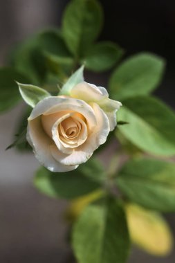 Çiçek açmış solgun gül Yakından bakınca