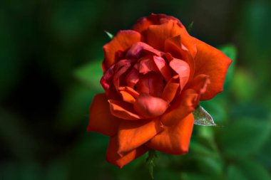 Çalının içinde açan kırmızı gül yakından görülüyor.