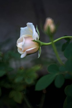 Çiçek açmış solgun gül Yakından bakınca