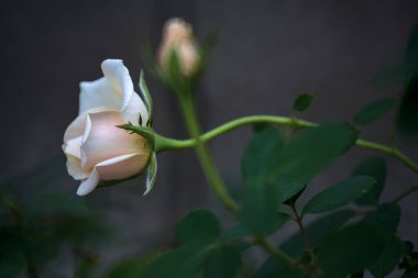 Çiçek açmış solgun gül Yakından bakınca