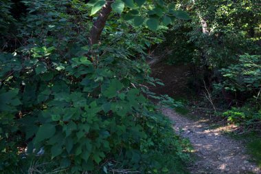 Ormanın ortasında dar toprak yol